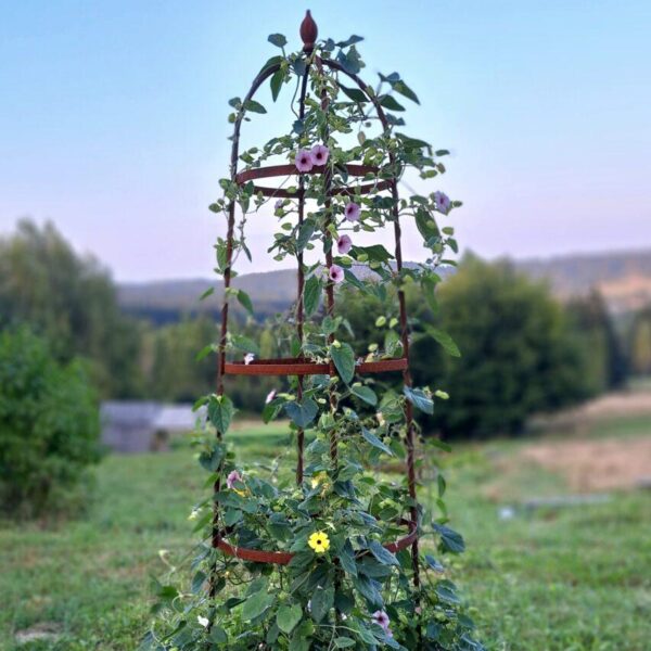 Obelisk ogrodowy Thunbergia